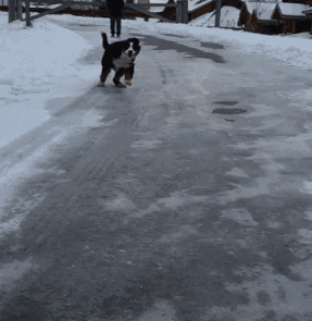 狗狗看了想暗殺主人的照片（閱後即焚）