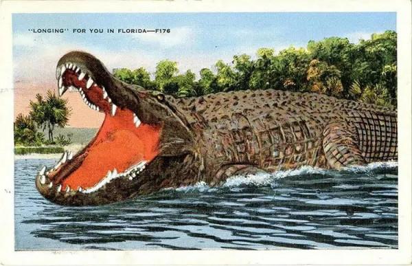 鱷魚好圖大雜燴 鱷魚好圖大雜燴