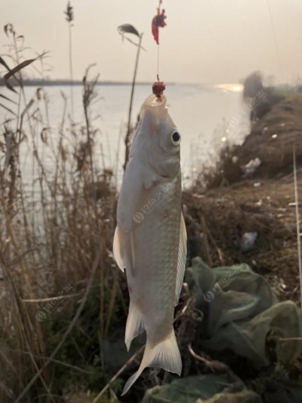 2022垂釣日誌之1，成子湖支流這河魚怎麼這麼瘋