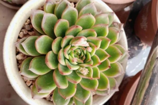 多肉冰河世紀，集2種多肉的優秀基因於一身，好養又耐看