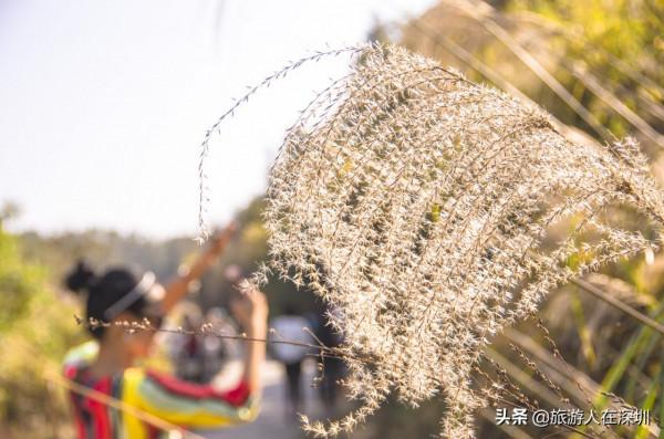 從廣東南雄出發,去看有1680多年的最美銀杏林,這裡全攻略如何玩 從廣東南雄出發,去看有1680多年的最美銀杏林,這裡全攻略如何玩