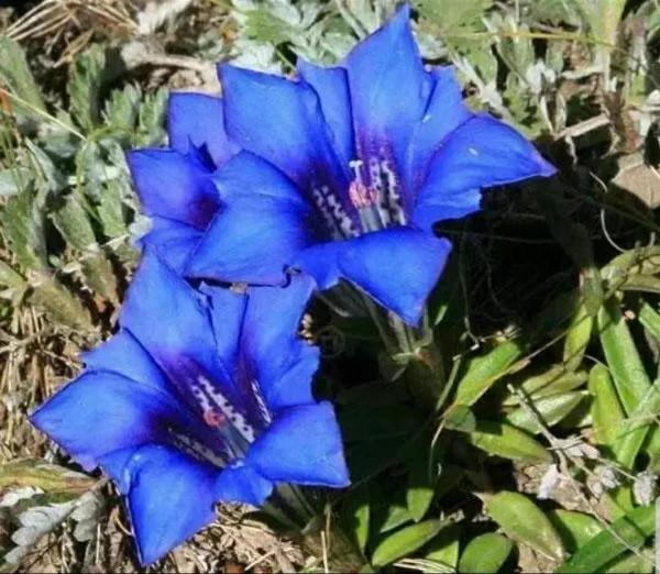 賞花吟詩聽故事，愛上憂傷的你！億年的等待—植物界活化石龍膽花