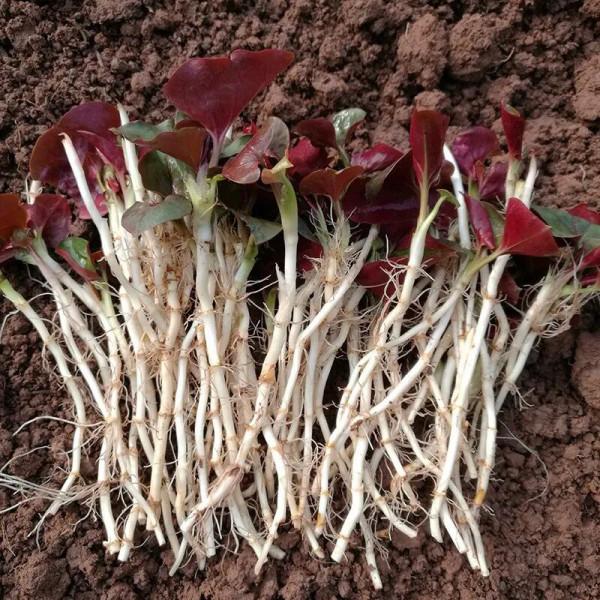 中國各省的奇怪美食，有人津津有味，有人避之不及