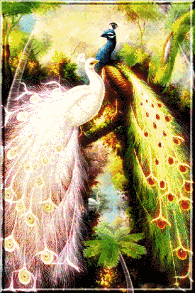 人生最美幾何時 看見孔雀和鳳凰 雙福來襲