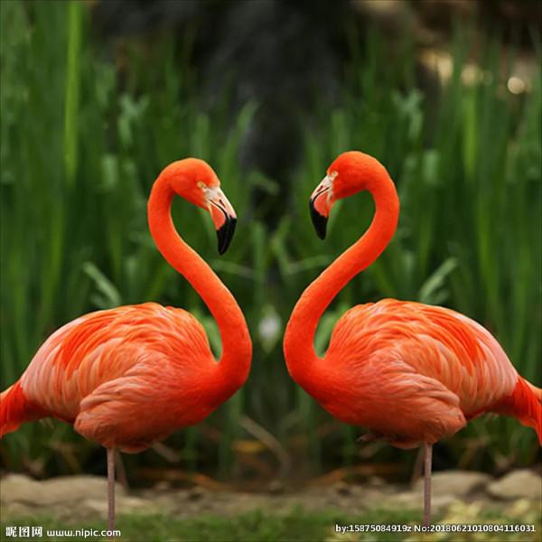 侯鳥火烈鳥紅鶴