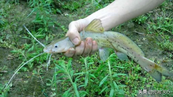 廣西一男子野釣罕見收穫大魚，看清模樣後趕緊放生，到底是什麼？