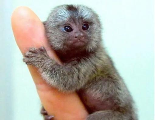 世界上最小的靈長類動物,體長僅14-16釐米 世界上最小的靈長類動物,體長僅14-16釐米