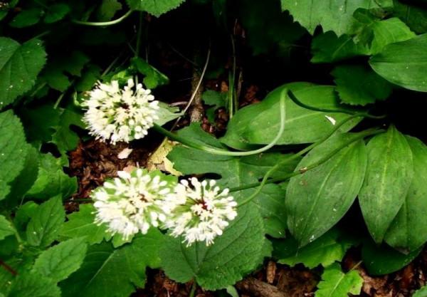 懸崖縫隙長出兩根野山蔥一斤賣10塊，大哥在地裡種一畝，創收2萬