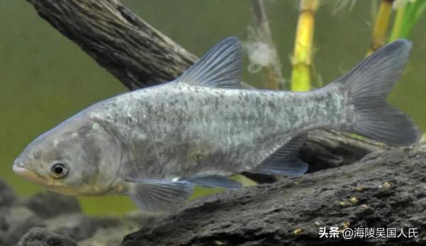 國學《山海經》東山四經——鱃魚,可以做為食材又可以醫用 國學《山海經》東山四經——鱃魚,可以做為食材又可以醫用