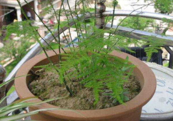 1種很棒的天然生根劑，簡單處理，養啥旺啥，卻總被當垃圾丟了