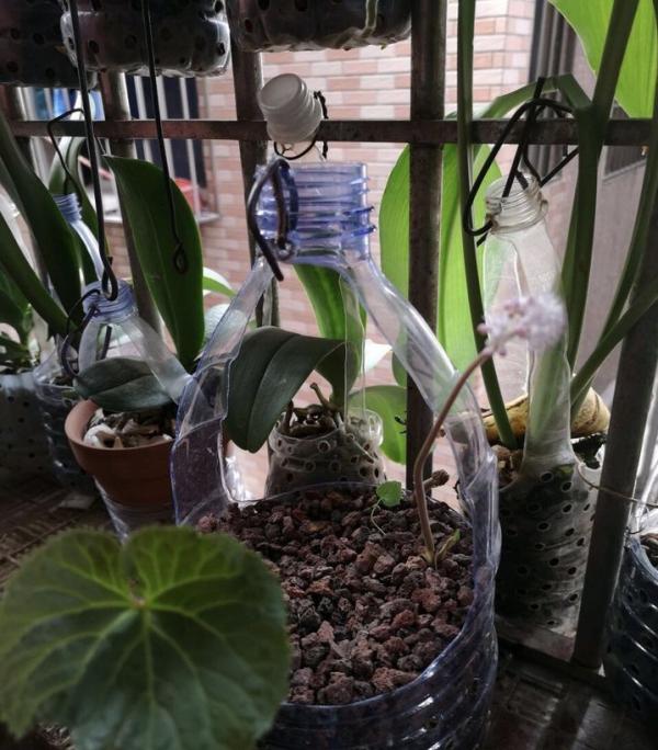 塑膠瓶剪幾刀，做成“垂吊”花盆，養綠蘿、吊蘭太方便了