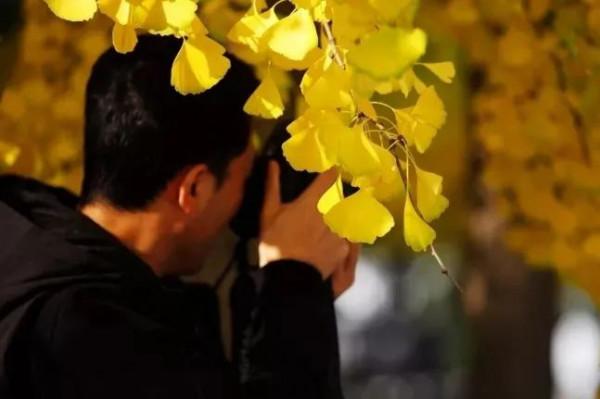 快來，房山這條“金色”打卡聖地又到最美時刻！多圖記錄美好瞬間