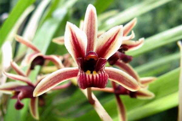 蘭花鑑別：南亞硬葉蘭和密花硬葉蘭有什麼不一樣？