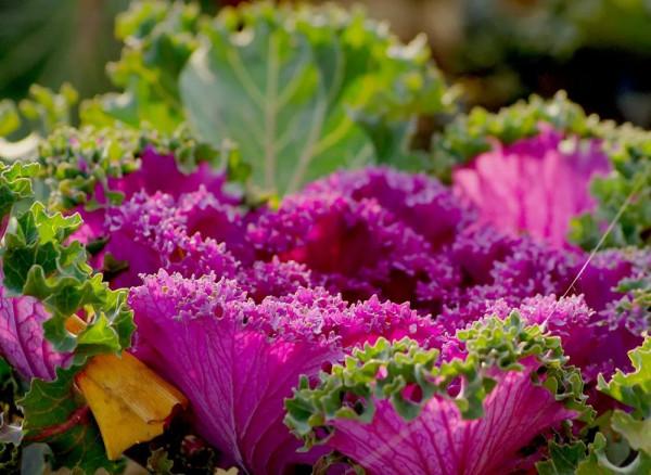 4步驟輕鬆栽種羽衣甘藍,見證它葉似“霓裳”,品味它爽口美味 4步驟輕鬆栽種羽衣甘藍,見證它葉似“霓裳”,品味它爽口美味