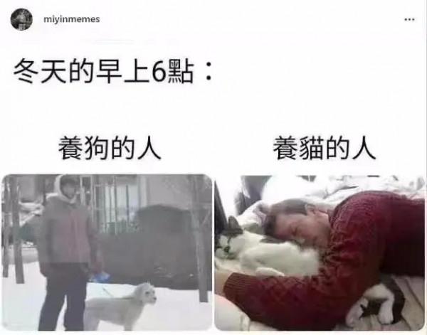 養貓鏟屎官與養狗鏟屎官的區別,太真實了 養貓鏟屎官與養狗鏟屎官的區別,太真實了