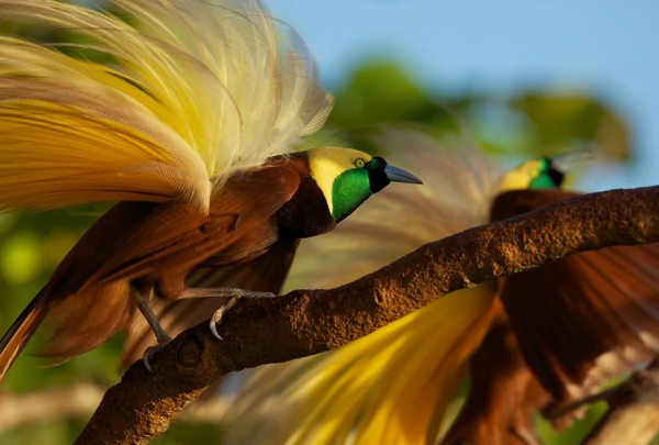比孔雀更漂亮的鳥有嗎？下面這兩種，就勝過孔雀