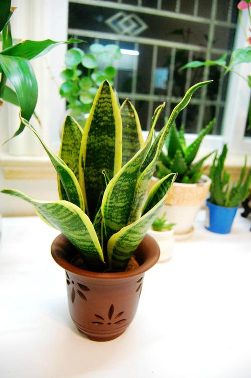 &OpenCurlyDoubleQuote;懶人&rdquo;就養這10種花，一個月不澆水也死不了，多曬少管更健壯