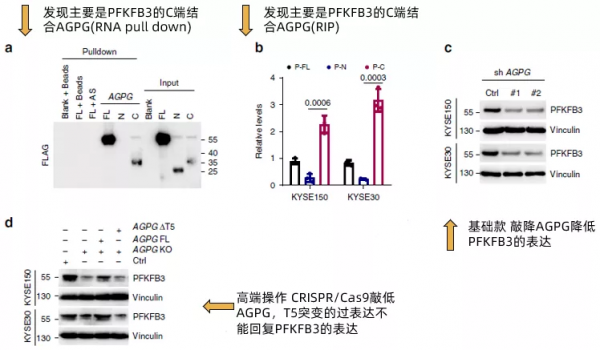 讓你的lncRNA擺脫miRNA的束縛(完結篇) 讓你的lncRNA擺脫miRNA的束縛(完結篇)
