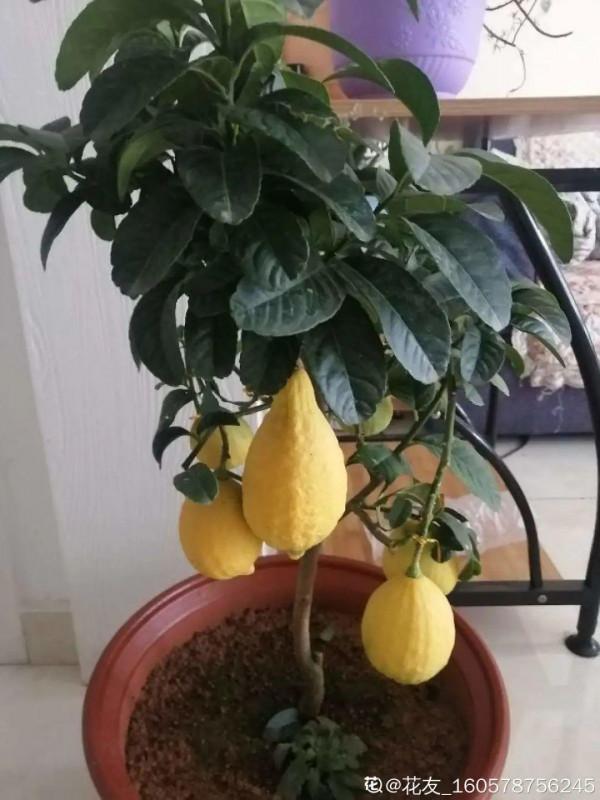 屋裡養盆“香水花”,活脫脫的“活香水”,滿屋香味還特別耐寒 屋裡養盆“香水花”,活脫脫的“活香水”,滿屋香味還特別耐寒