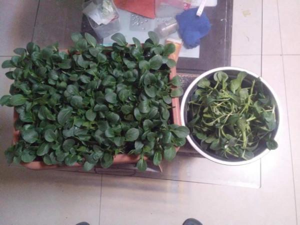 陽臺種這5種蔬菜，好養好吃易爆盆，一個冬天摘不完