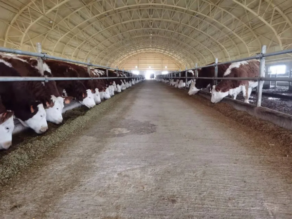 新疆兵團四師：可克達拉市洪海牧業公司獲評國家級畜禽養殖標準化示範場