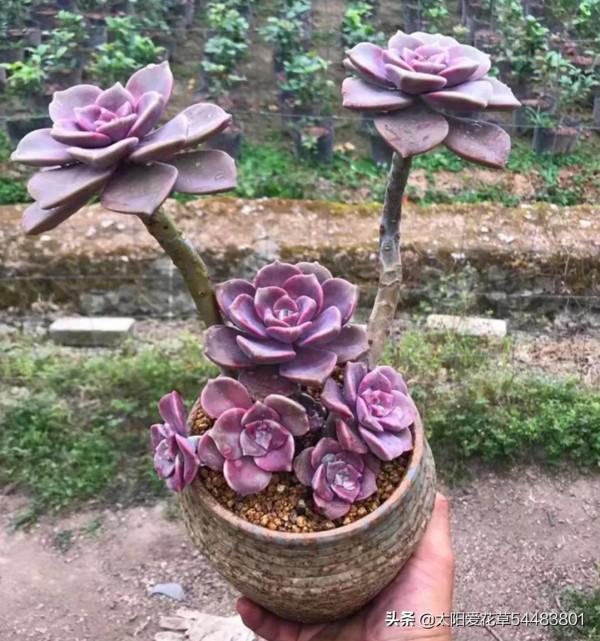 最愛多肉紫樂,好養殖易出狀態,非常容易爆盆 最愛多肉紫樂,好養殖易出狀態,非常容易爆盆
