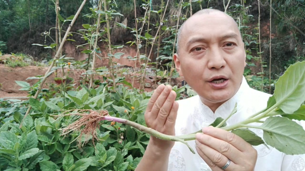 農民叫它“胖兒參”，白子菜降“三高”，有“神仙草”之美稱