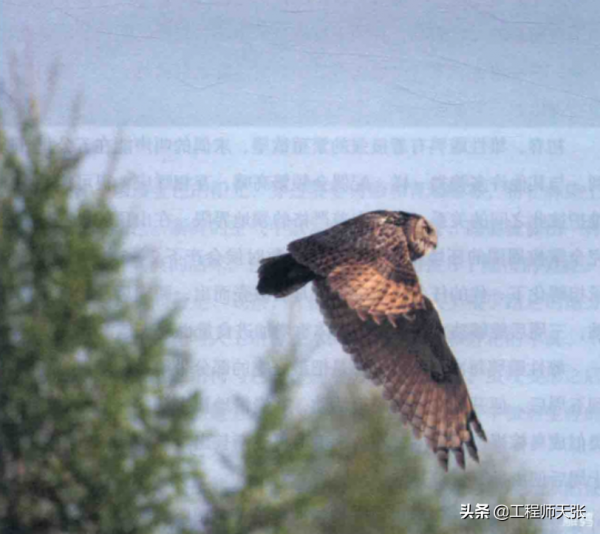 遼寧“大貓頭鷹”受傷被救,竟是國家保護動物!本名真不容易唸對 遼寧“大貓頭鷹”受傷被救,竟是國家保護動物!本名真不容易唸對
