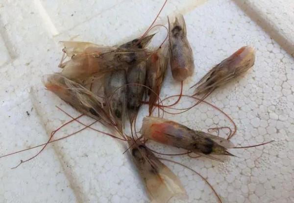 我們吃剩的“東西”，製作一款鯽魚餌，上魚都很大，不花一分錢