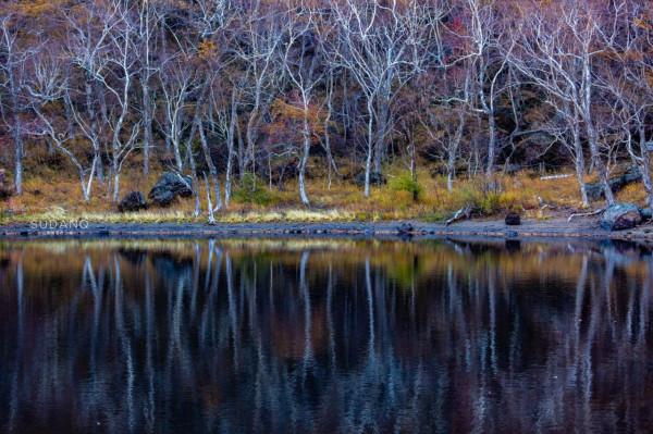 一根野山參800元？綁紅繩、供奉山神，長白山挖參人的千古規矩