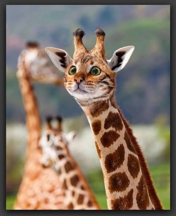 創意｜神奇動物在哪裡？這組作品激發你的想象力