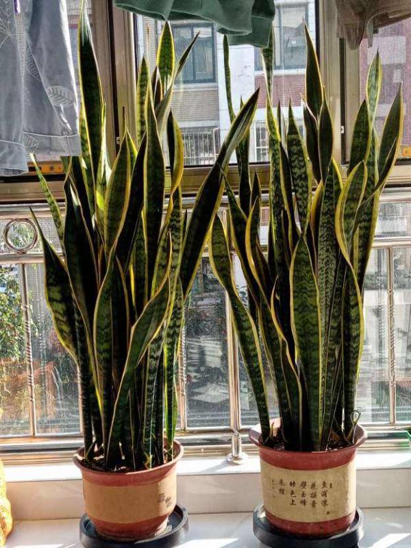 10種帶&OpenCurlyDoubleQuote;虎&rdquo;的花，虎年虎虎生風，認識的人真不多