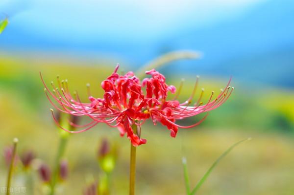 看著，對岸的風景很美