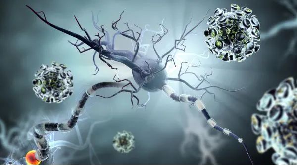 「Cell子刊」研究人員發現控制預後“潛力股”三級淋巴結構形成的機制