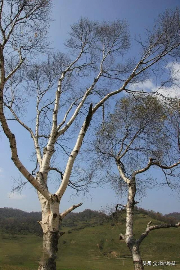 分享一組關山牧場的原生態秋景 分享一組關山牧場的原生態秋景