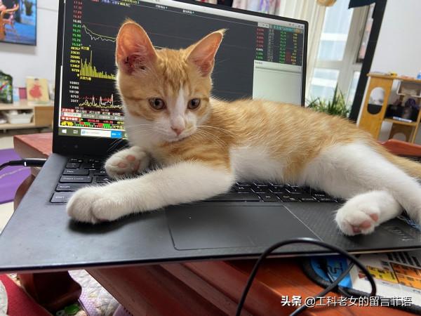 一隻想努力提高文化底蘊的貓