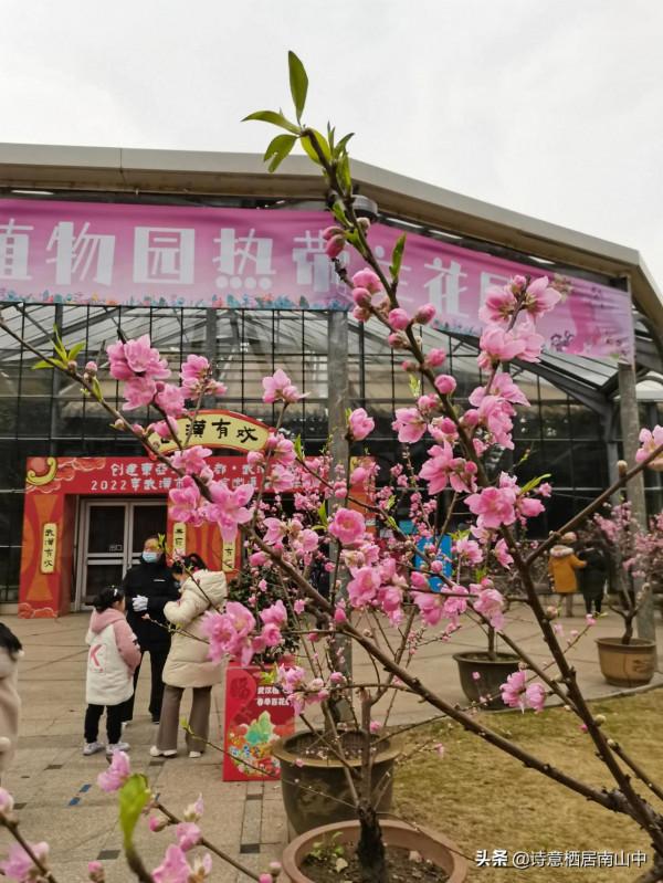 寒冬花展一一植物園百花爭迎春