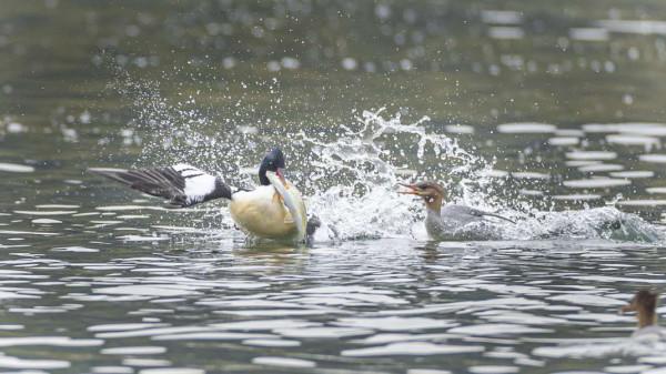 婺源樂安江上的中華秋沙鴨（2021.12.9）
