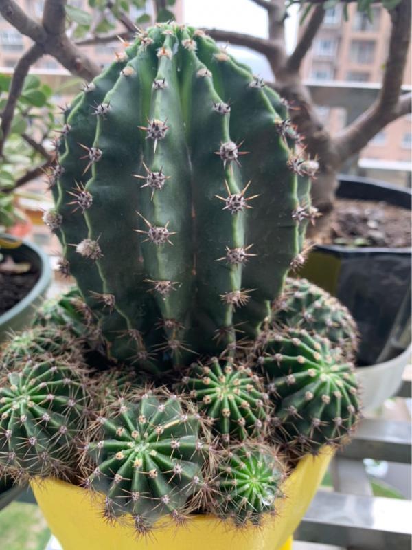 大爺養的仙人球，總是比我好，除了澆水還該怎麼養