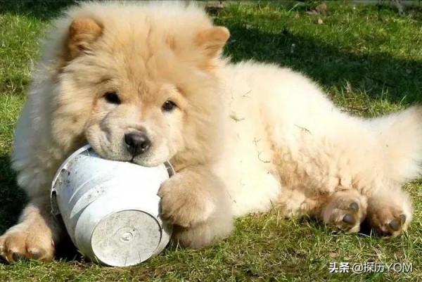 最危險，最有攻擊性的10種大型犬