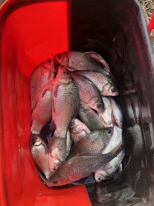 飛機塘上飛，遍地是墳墓，釣淺水小魚拖著玉米跑