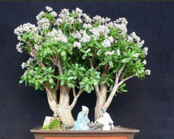 張大爺養的玉樹，二三年全都成老樁，有些還開出漂亮的花，值錢了