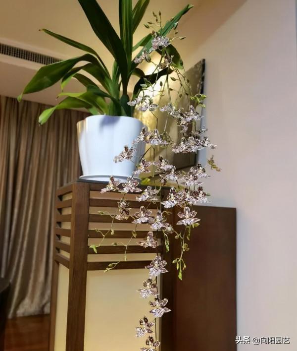 開春養花，首選這12種，花開200天，風吹日曬都不怕，爆開不停