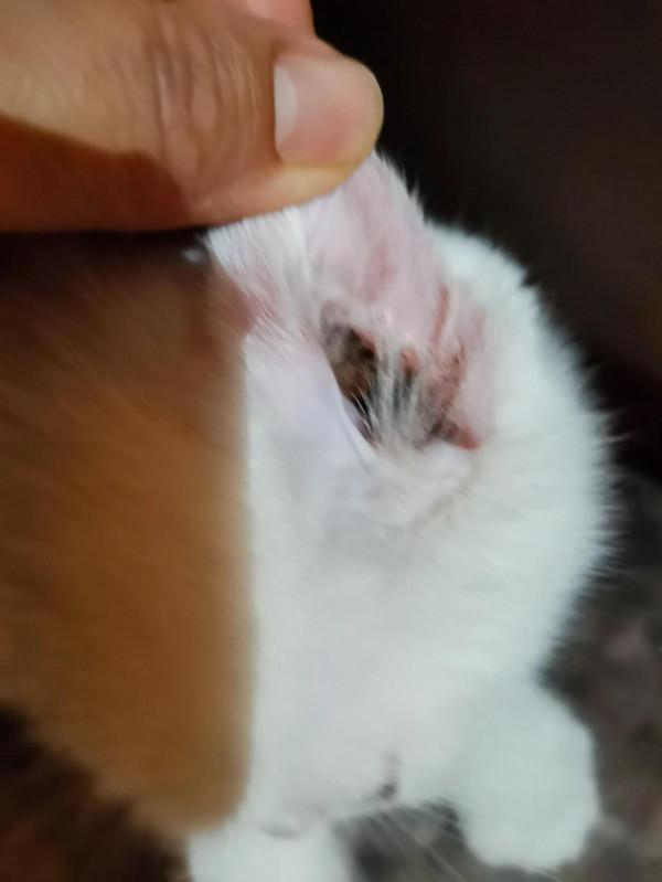 暫時毀容小貓咪求用藥方法 暫時毀容小貓咪求用藥方法