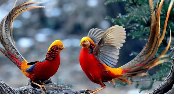 山西大爺發現2只紅腹錦雞,誤認鳳凰餵養4年,發現時已達40規模 山西大爺發現2只紅腹錦雞,誤認鳳凰餵養4年,發現時已達40規模