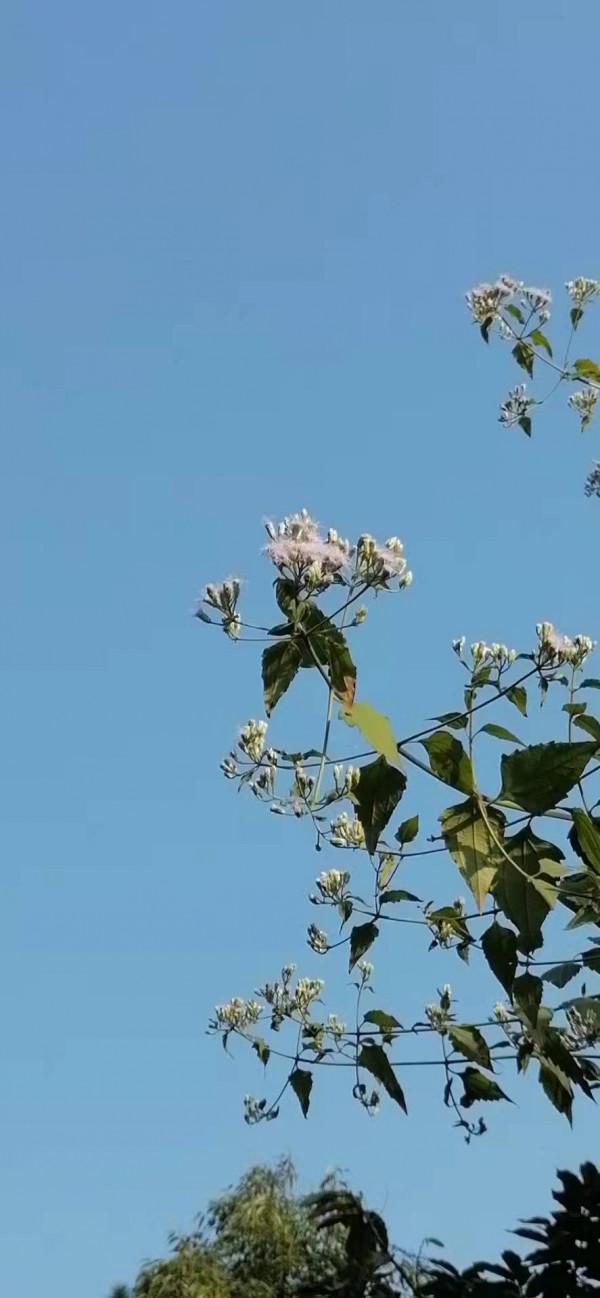 雲彩下的山城系列（四）