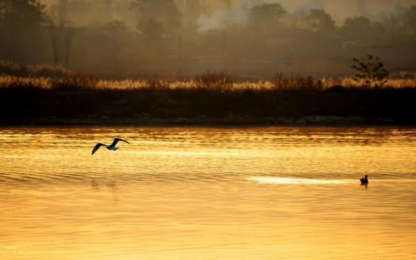 野鴨舞動金色的晨光