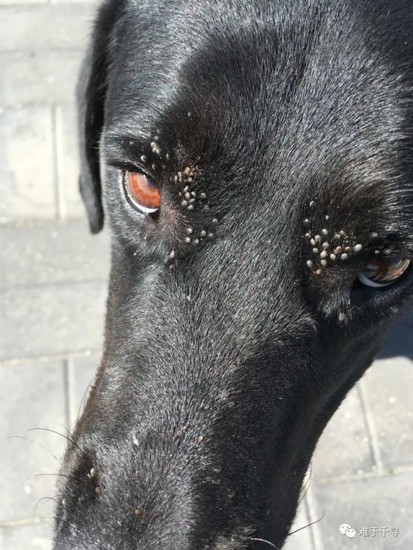 啥？寵物也可以做核酸了？