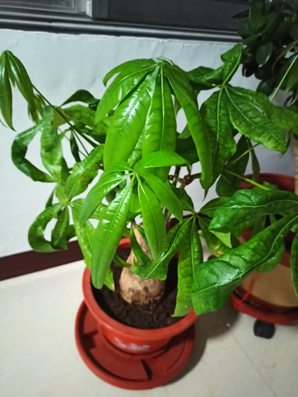 特耐旱的花，主要是有個&OpenCurlyDoubleQuote;大肚子&rdquo;，存水量超大