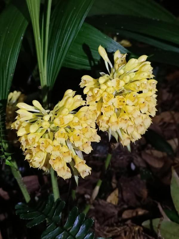 幽蘭花，在空山——蘭花之美（6） 根節蘭